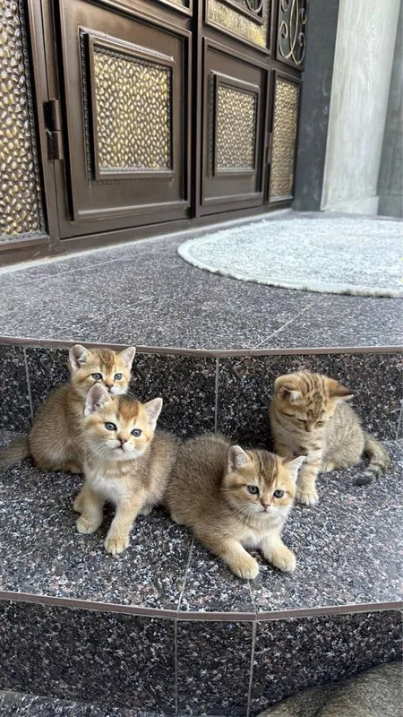 Продается миленькие котята 2 Продается миленькие котята 2