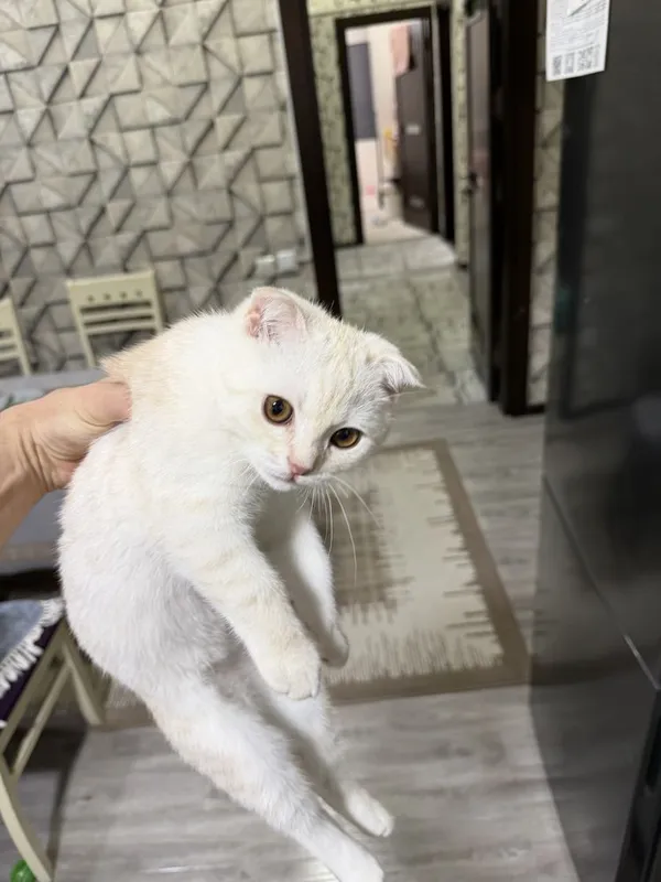 British shorthair — фото 1