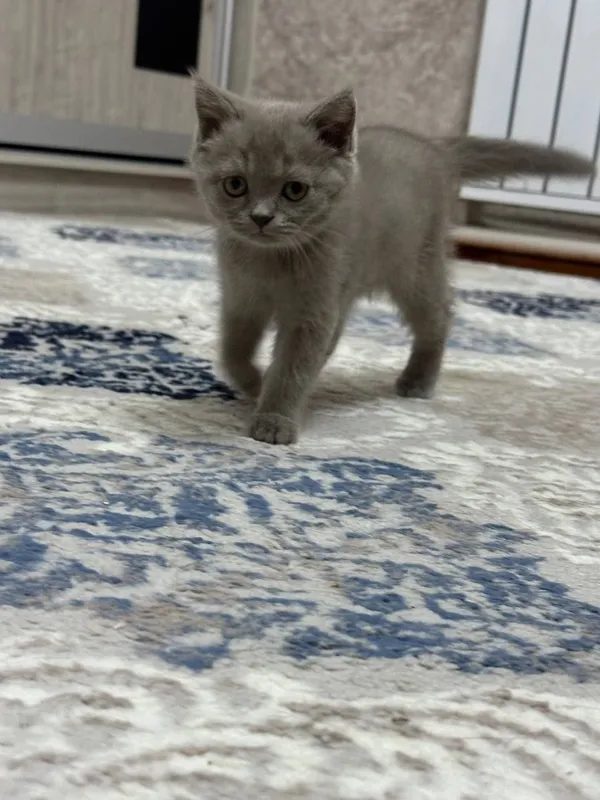 Очаровательные котята ищут дом 2 Очаровательные котята ищут дом 2