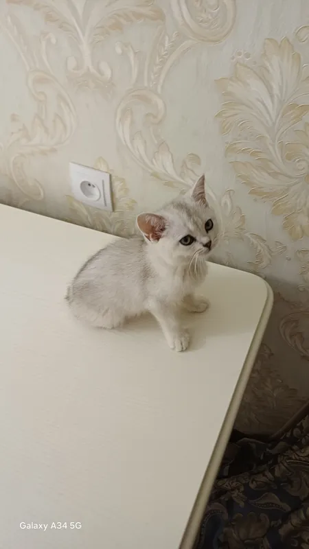 Котёнок продаётся! 4