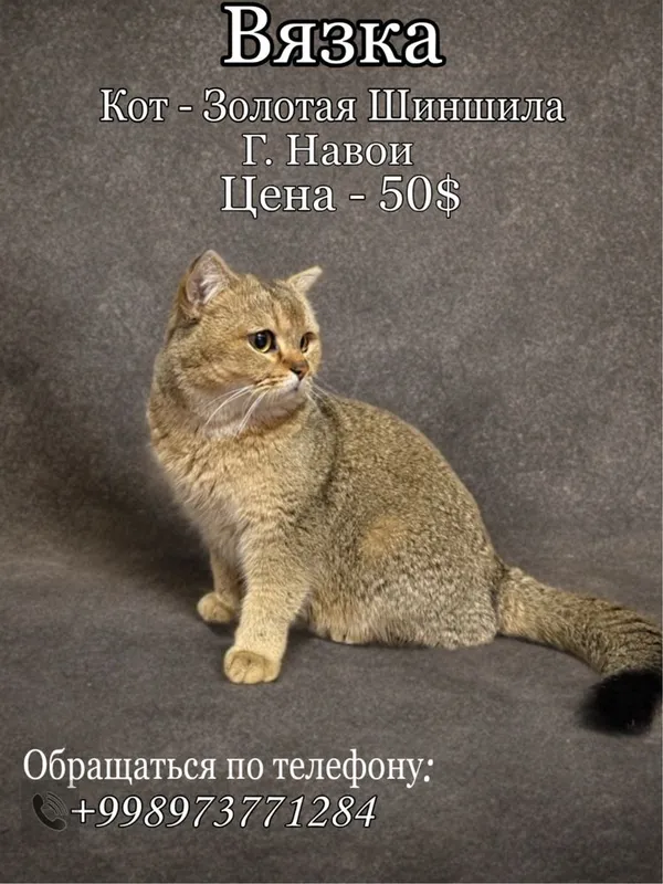 Породистый кот-Золотая Шиншилла на вязку