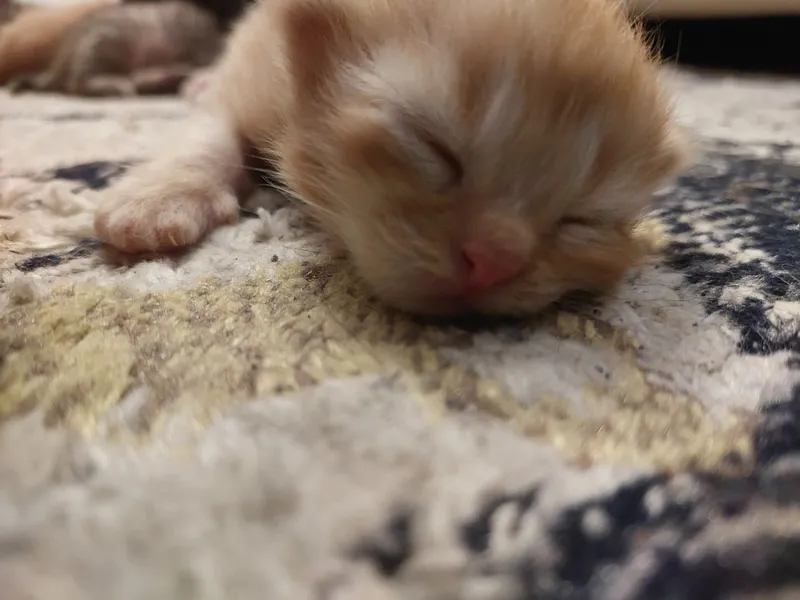 Котята в хорошие руки 4