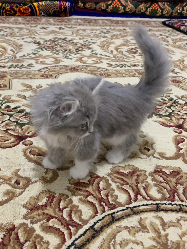 Очень милая кошечка — фото 1