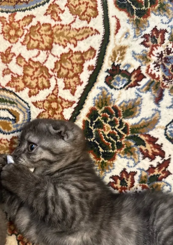 Mushukcha scottish fold shinshila — фото 1