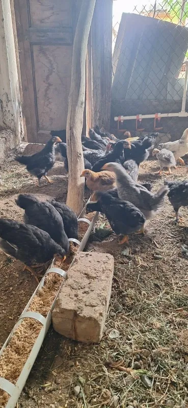 Продам кур.Домашнии несушки.