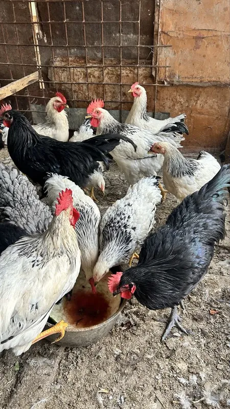 adler va qora shaxzoda xo’rozlari 1 adler va qora shaxzoda xo’rozlari 1