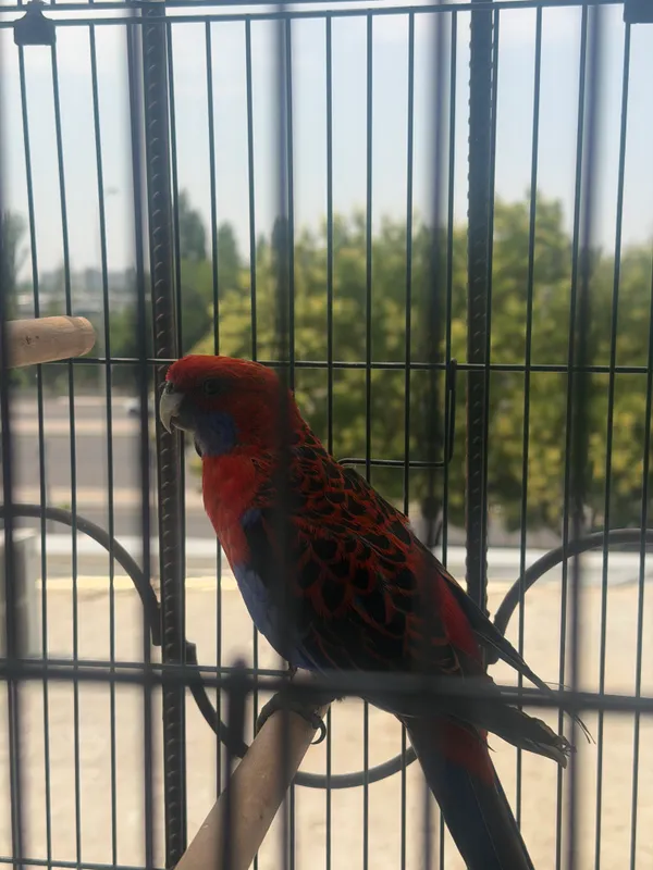 Продаеётся Rosella попугай 3 Продаеётся Rosella попугай 3