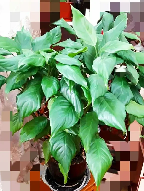 Aglaonema guli 4 Aglaonema guli 4
