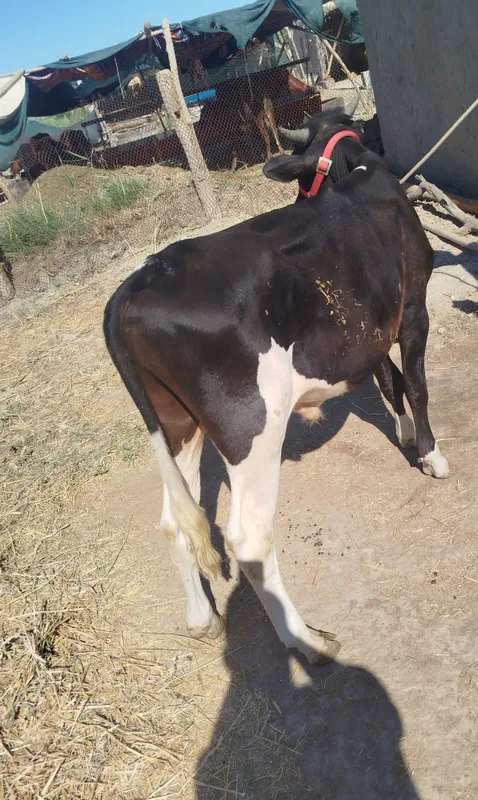 Sifatli buqqachalar sotiladi 5 Sifatli buqqachalar sotiladi 5