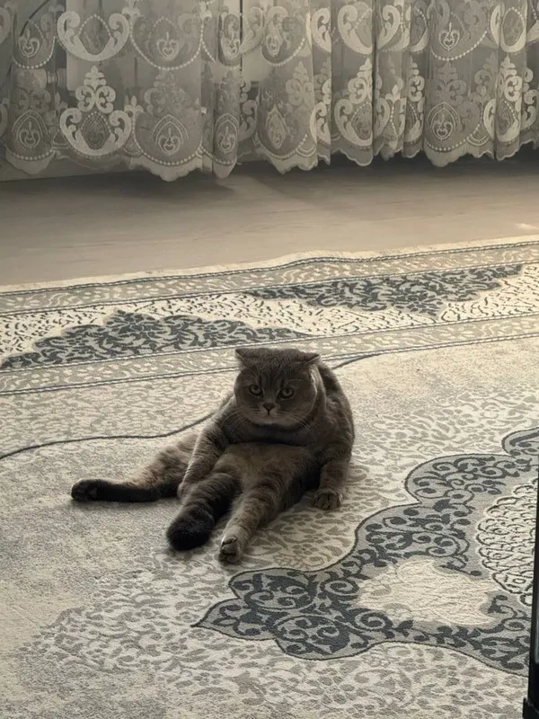 Продается котята порода британский 2