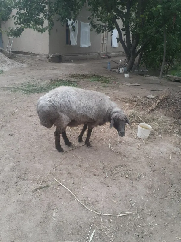 Yaxwi boqilgan qisir qoylar soyiladi. 7 mlndan har biri . — фото 1