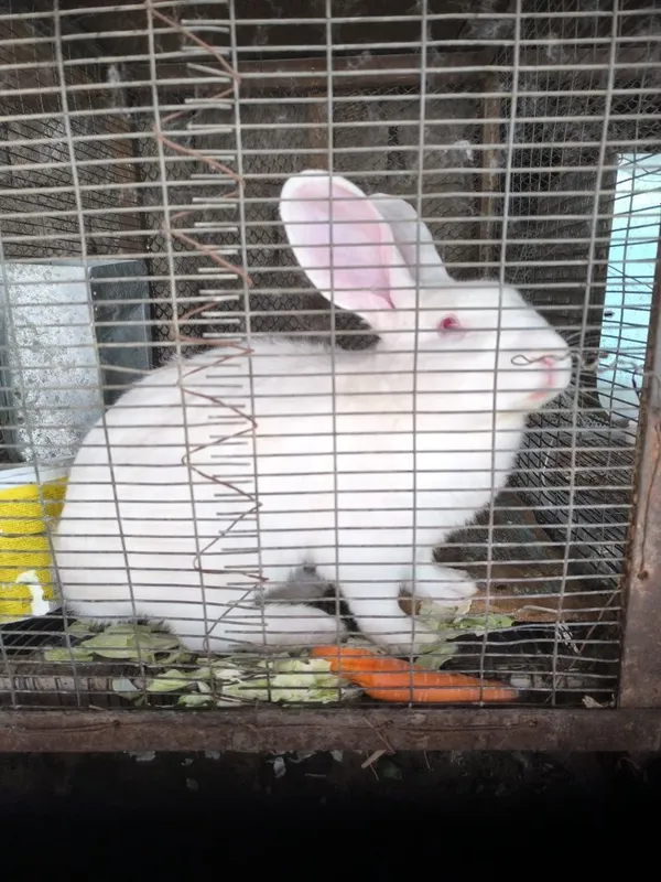 Продам кролика самец фландер 1