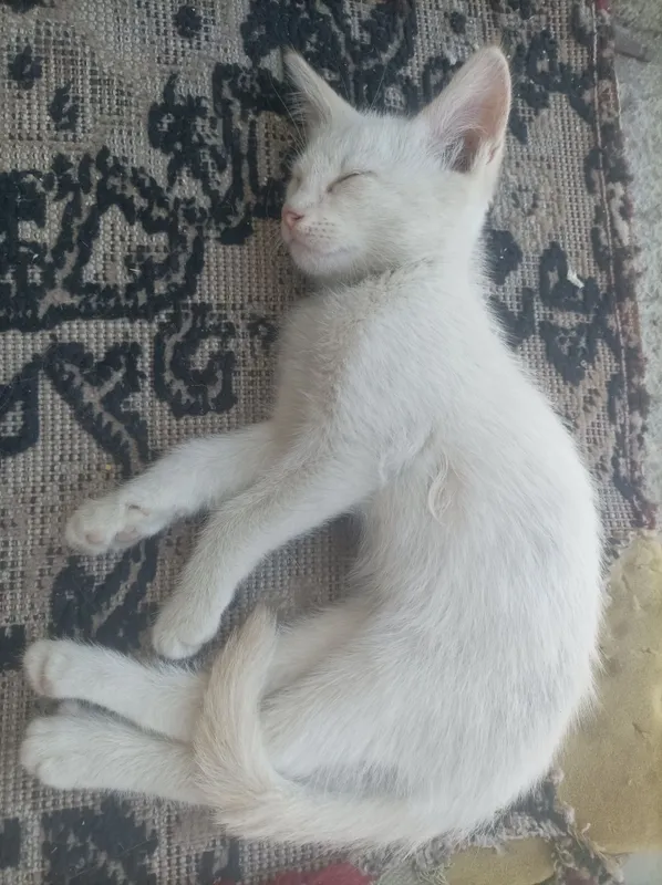 Aralash zotli mushukchalar 2