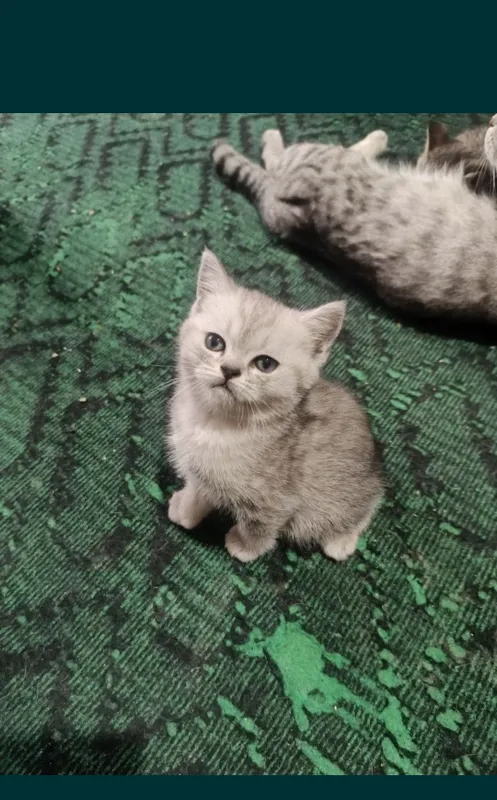 Срочно продаются котята — фото 2