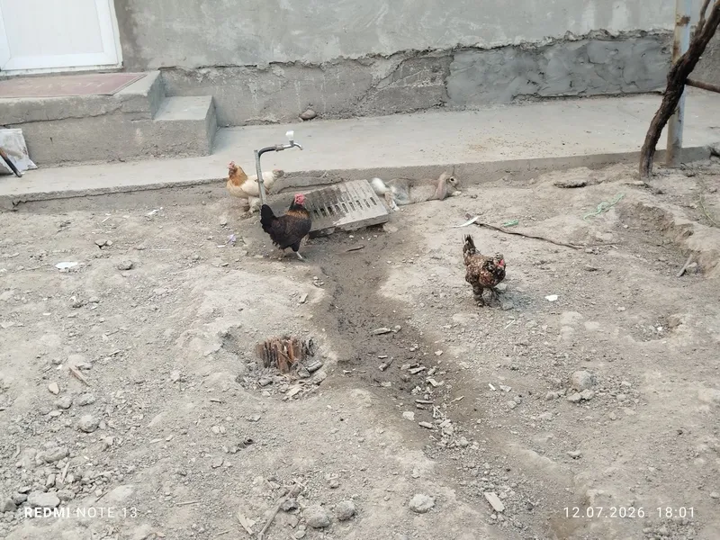 Yapon jojala sotiladi 4