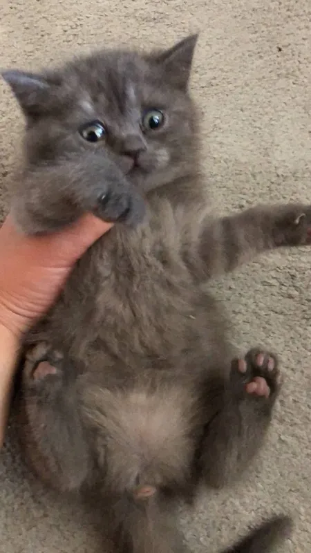 Scottish fold Scottish straight — фото 3