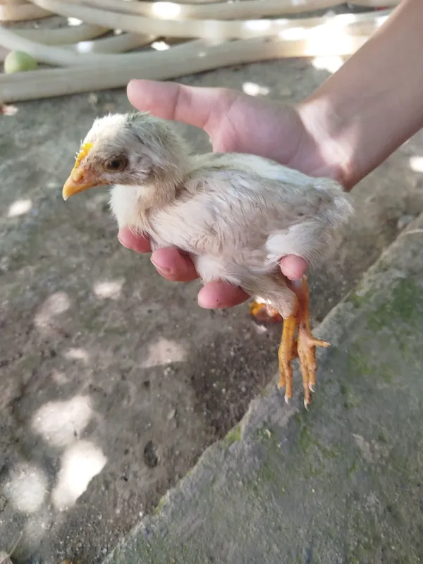 Jõjalar soğlom 1 oylik 1 Jõjalar soğlom 1 oylik 1