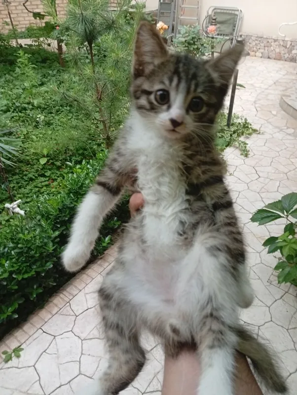 Прекрасные котята