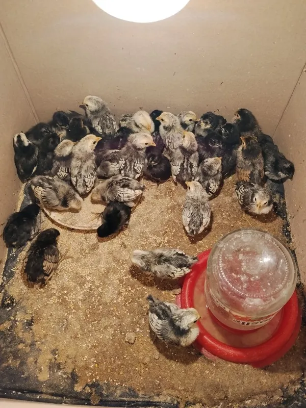 Bentam Sebirak jo'jalari tuxumlari sotuvda — фото 7