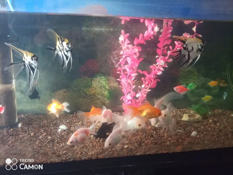 Akvarium va baliqlar