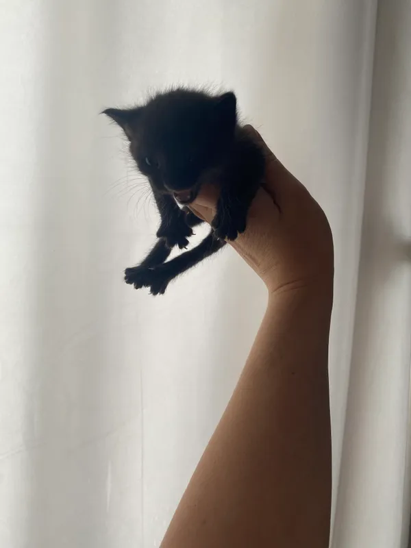 Котята. Им месяц. Отдам даром — фото 2