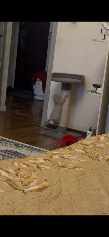 Когтеточка для котенка кошки 1 Когтеточка для котенка кошки 1