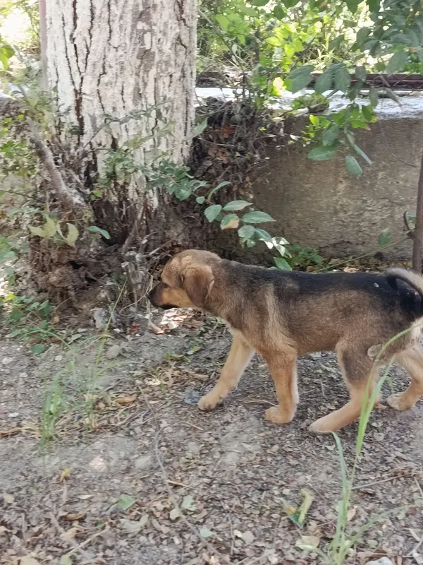 Kuchuk bolalari tekinga beriladi 2