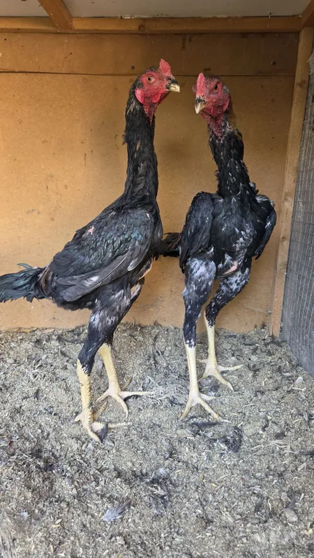Dakan jojala 5 kg tepasi bo'ladi 2 Dakan jojala 5 kg tepasi bo'ladi 2