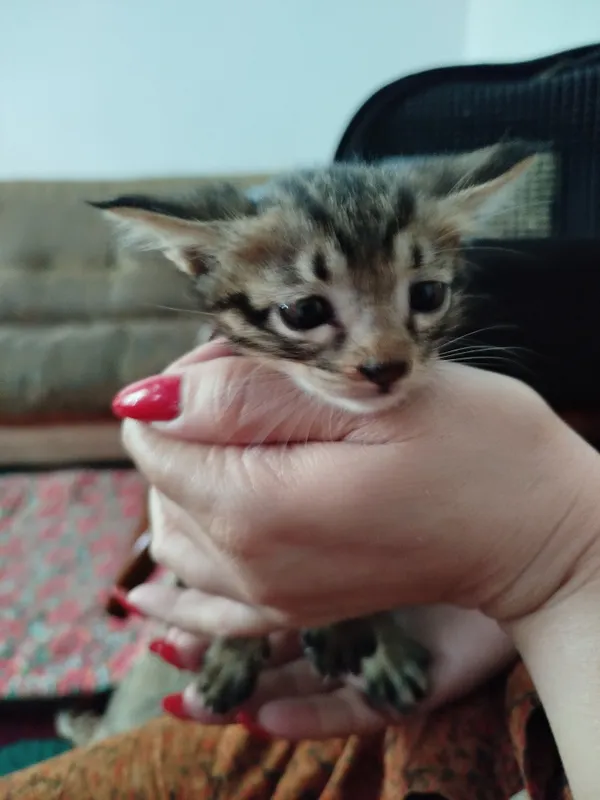котята — фото 2