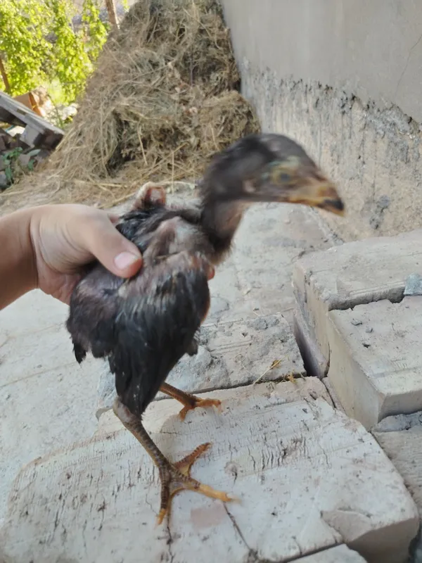 Shamo jajasi sotiladi 1