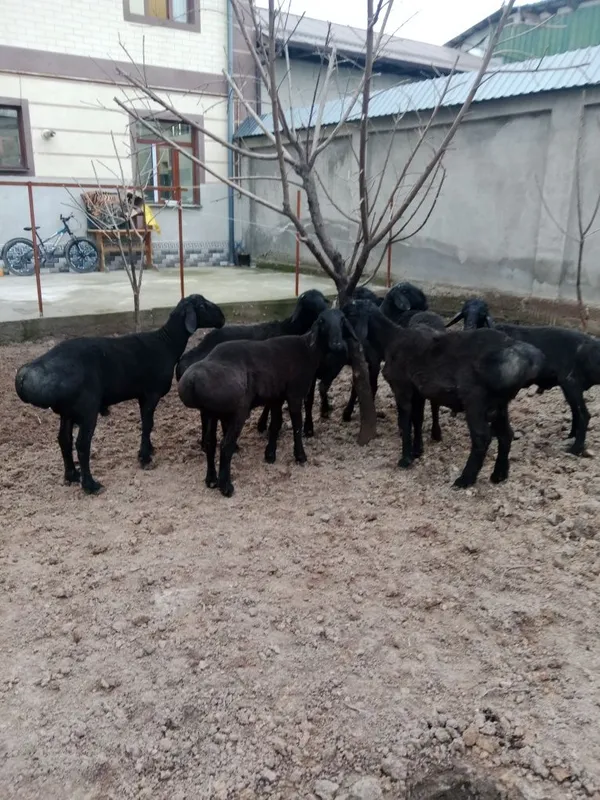 Qöchqorlar sotiladi