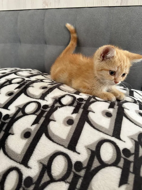 Котята — фото 2