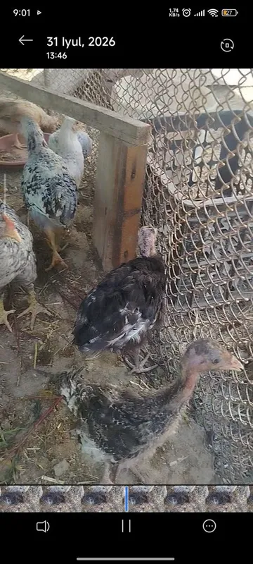 Sotiladi joʻjalar 4 Sotiladi joʻjalar 4