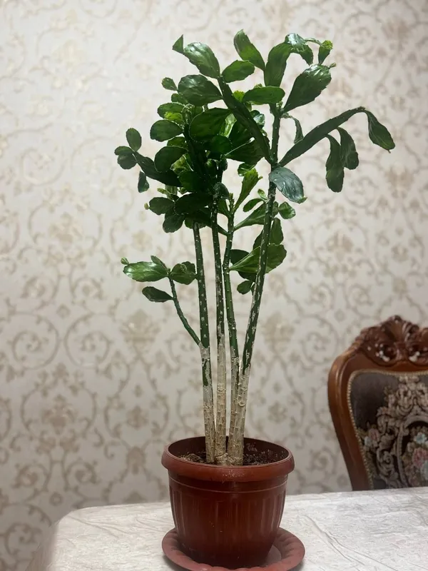Продаётся домашний кактус (Schlumbergera) 1 Продаётся домашний кактус (Schlumbergera) 1