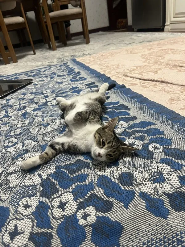2 мальчика котёнка 3