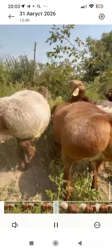 Qo'chqorlar sotiladi 2 Qo'chqorlar sotiladi 2