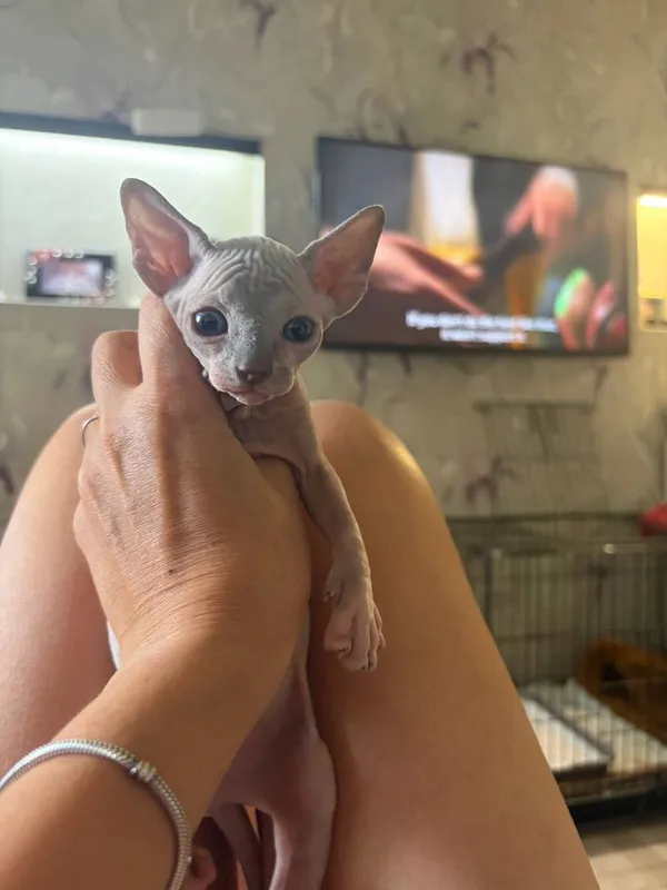 котенок канадский сфинкс 1 котенок канадский сфинкс 1