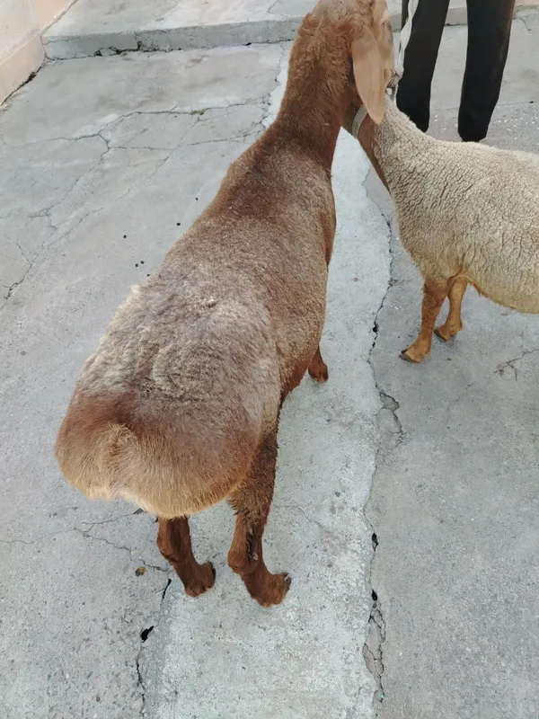 Qo'chqor qo'y sotiladi 1