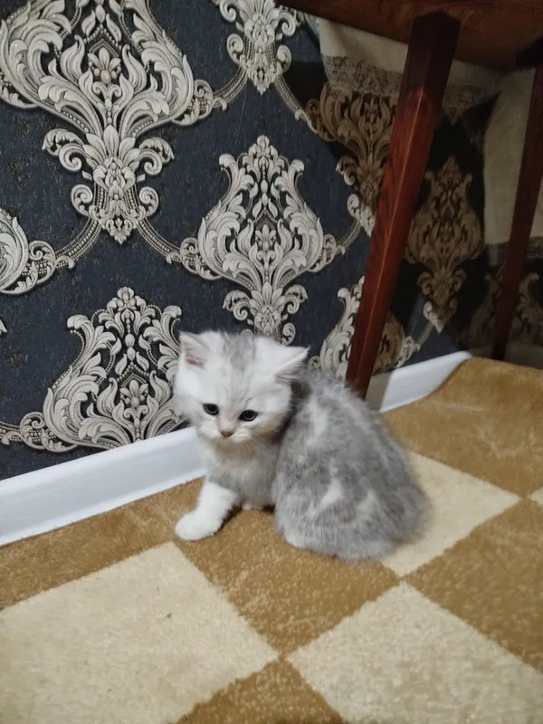 Британка Шиншилла — фото 1