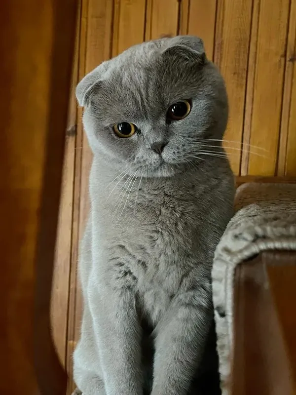 Британская кошка 1 Британская кошка 1