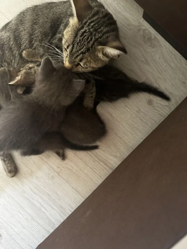 Отдам котят в добрые и заботливые руки 1 Отдам котят в добрые и заботливые руки 1