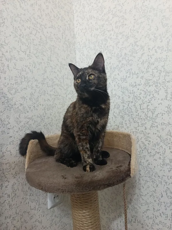 Пристратвается кошка в добрые руки 1 Пристратвается кошка в добрые руки 1