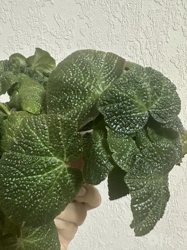 Soli mutata begoniyasi 1 Soli mutata begoniyasi 1