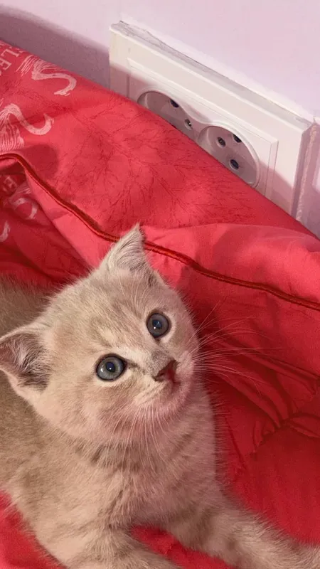 котята/mushukchalar 3