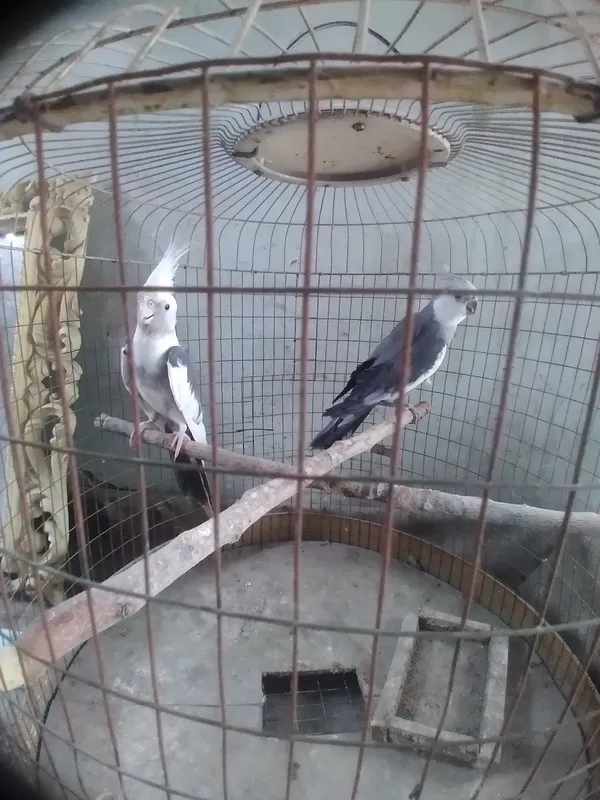 Попугаи корелла.