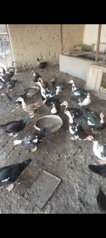 Indautka sotiladi 2 Indautka sotiladi 2