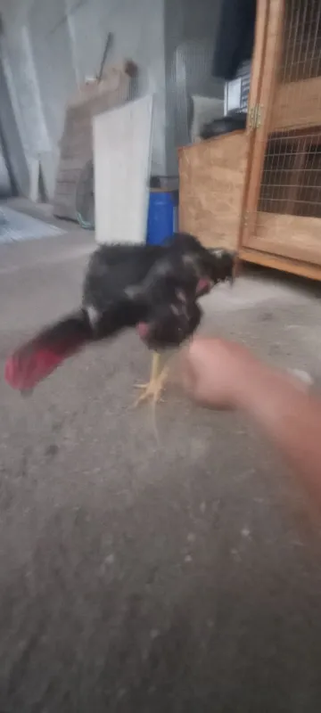 7oyli joja xoroz 3