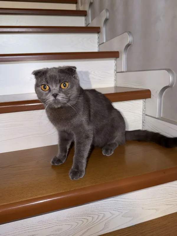 Британская скоттиш фолд 3 Британская скоттиш фолд 3
