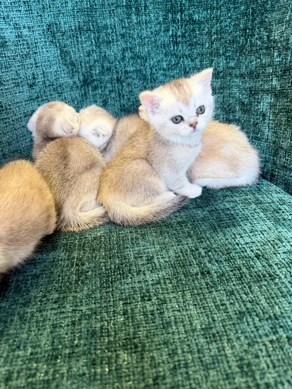 Котята шиншиллы — фото 9