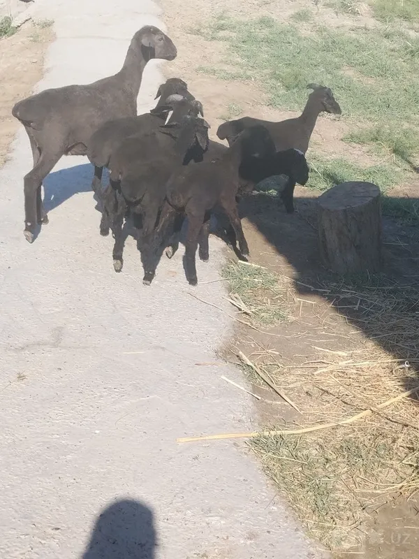 Barala sotiladi sogʻlom barala 6 Barala sotiladi sogʻlom barala 6
